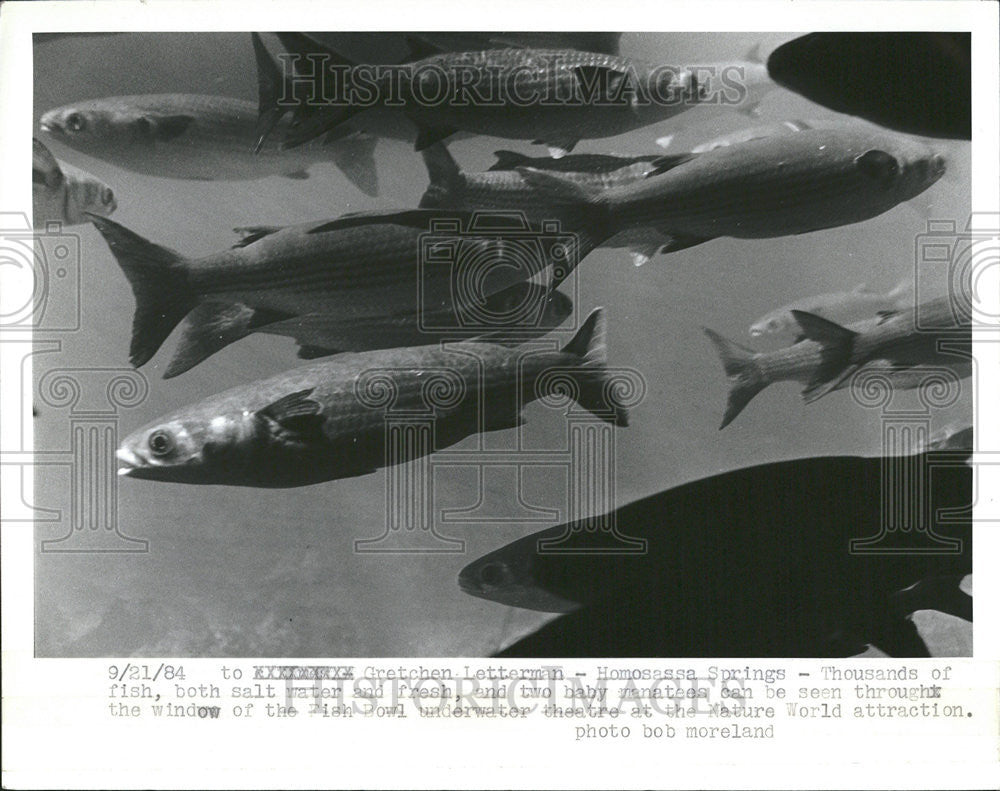 1984 Press Photo Fish Bowl Underwater Theatre Homosassa Springs Florida - Historic Images