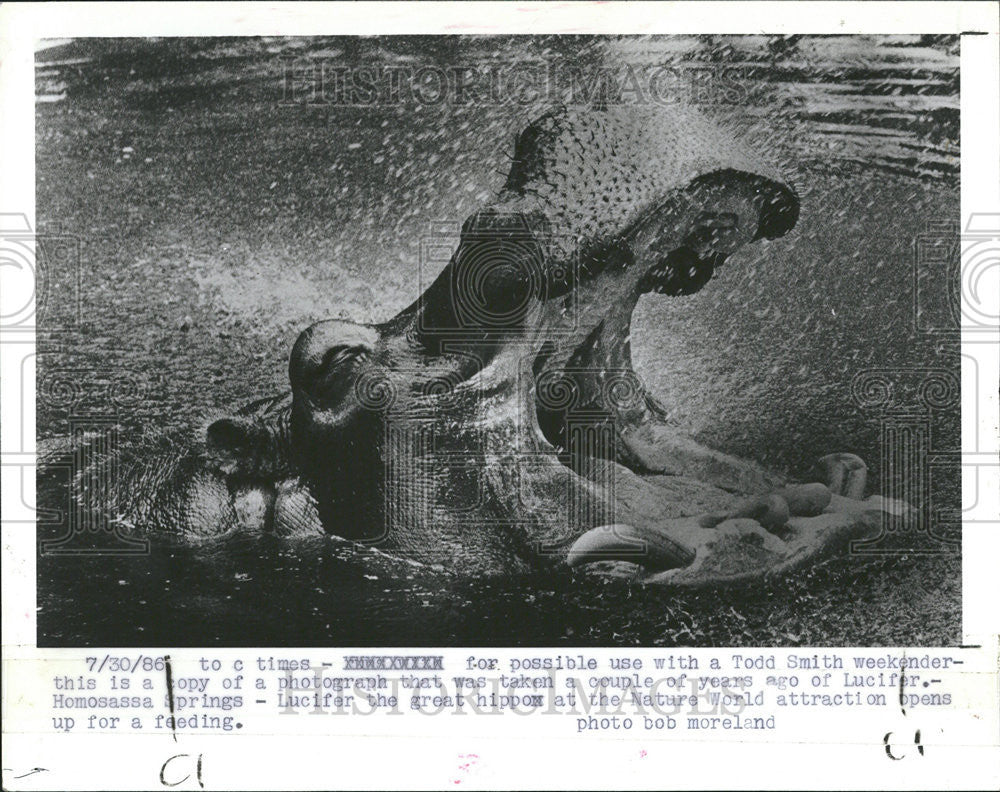 1989 Press Photo Lucifer the Hippo At Risk - Historic Images