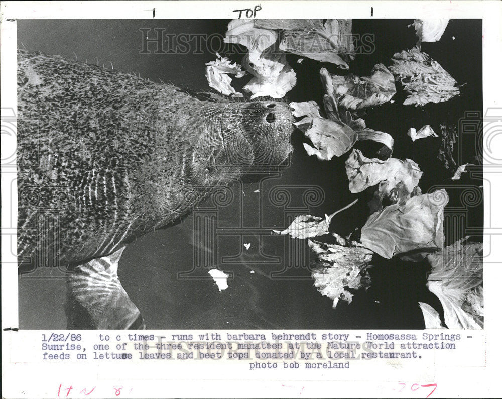 1986  Press Photo Homosassa Manatees World Lettuse Springs - Historic Images