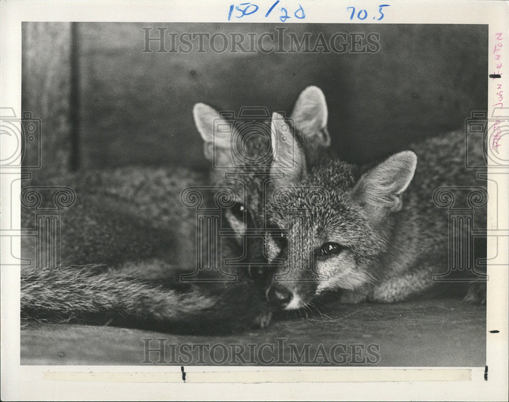 1989 Press Photo Gray foxes Cage Martin Conner Joe Durana Kadel Petersburg - Historic Images