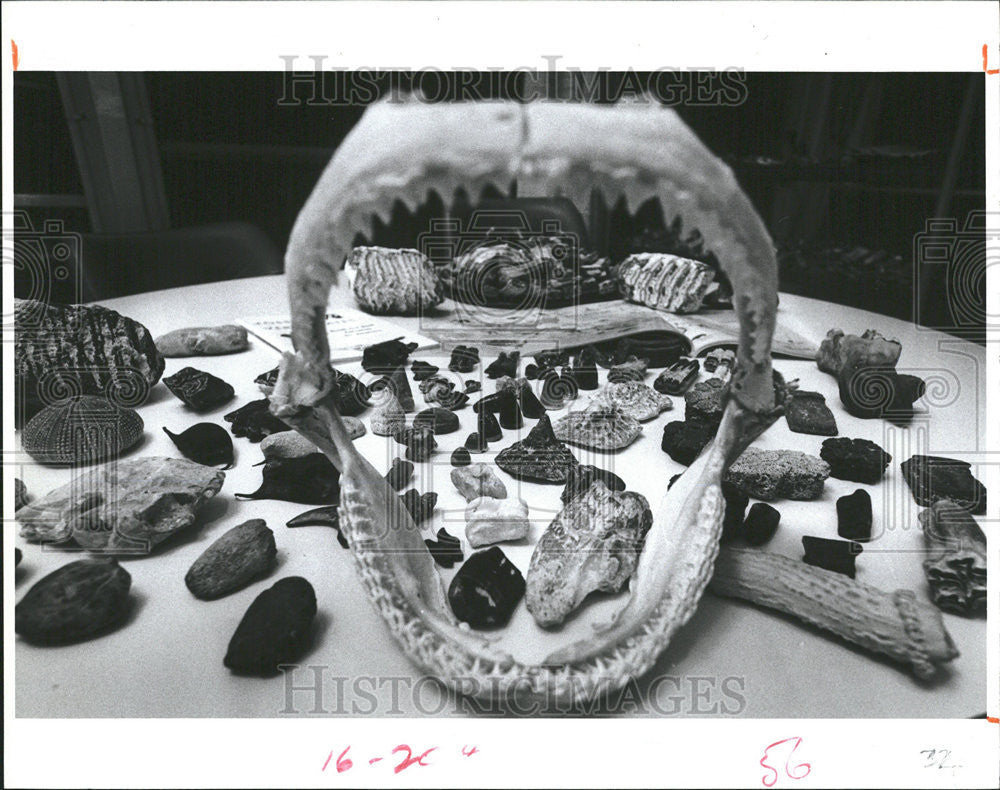 1986 Press Photo Shark Jaw Dominate Display Treasure Fossils Abundance Beach - Historic Images