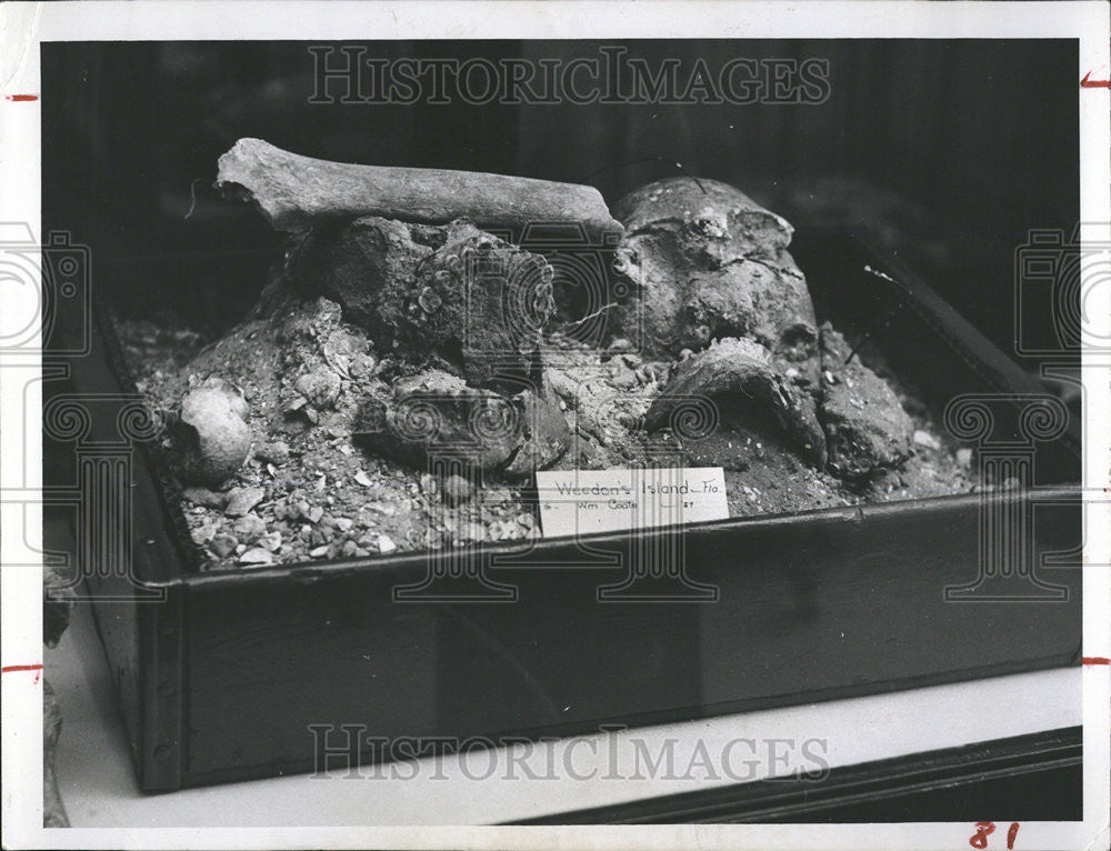 1957 Press Photo WEEDON ISLAND SKULLS BONES - Historic Images