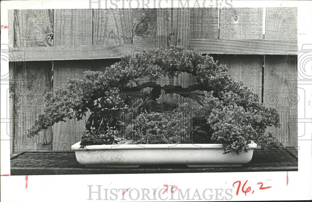 1981 Press Photo Bonsai ancient Oriental gardening method - Historic Images