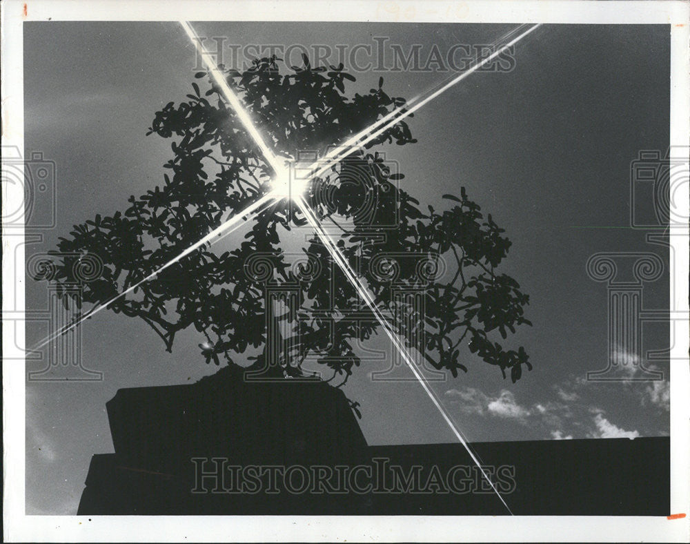 1974 Press Photo Sun shines leaves miniature orange tree - Historic Images