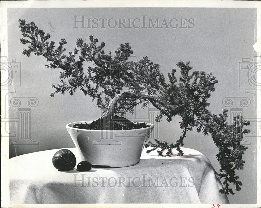 1964 Press Photo Trimmed Branches Make Beautiful Bonsai - Historic Images