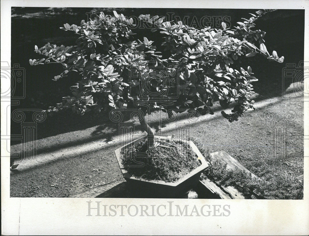 1974 Press Photo Boy Thorn Bomoai George Trabant - Historic Images