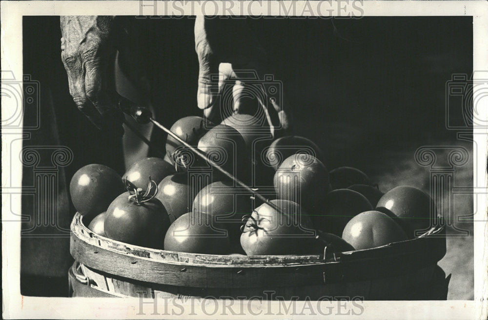 1974 Press Photo Tomatoes home gardeners fresh vegetables fruits growing trend - Historic Images