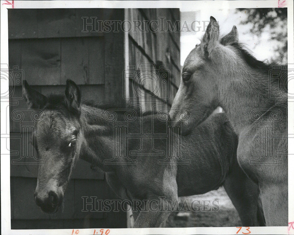 1967 Press Photo Scottie Sally Nuzzling Clerk Donald Quimby Appaloosa Donna - Historic Images