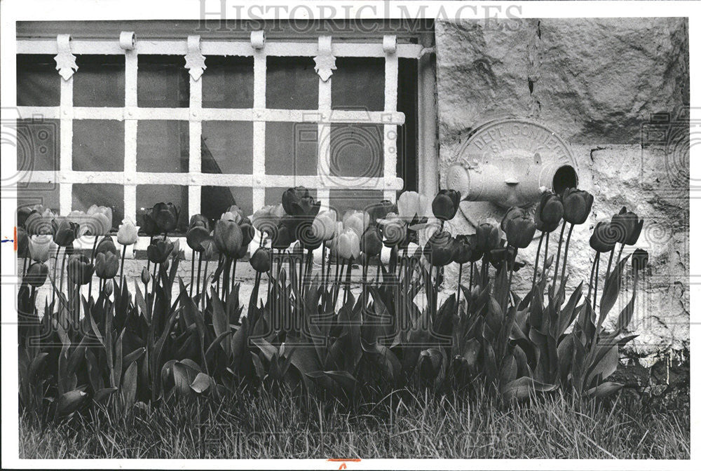 1978 Press Photo Bloom East Garfield park Washington Building John Vestiges - Historic Images