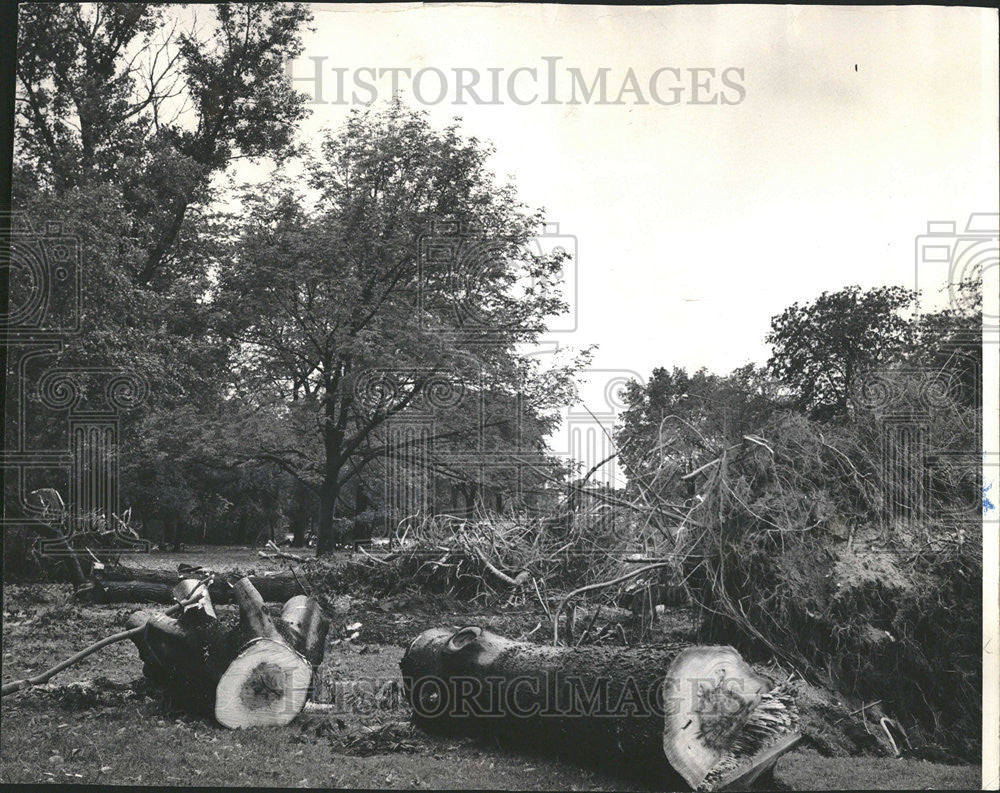 1965 Press Photo Wooded area Jackson Park room Lake Shore Dr Trees road way - Historic Images