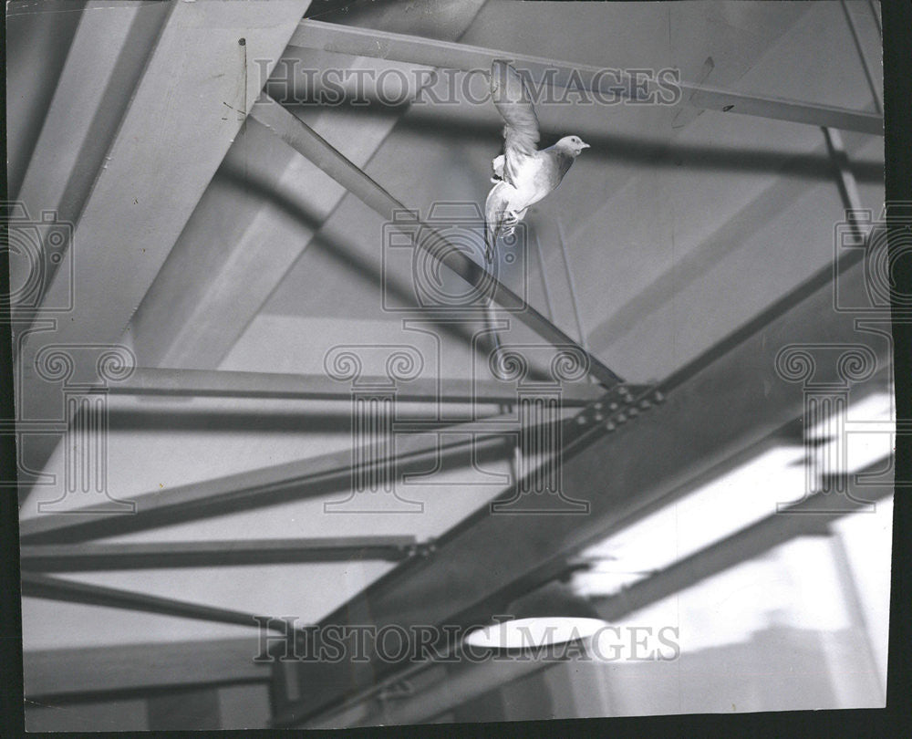 1958 Press Photo Pigeon Satisfied  Sun Times Pressroom Employees Set Free Mascot - Historic Images