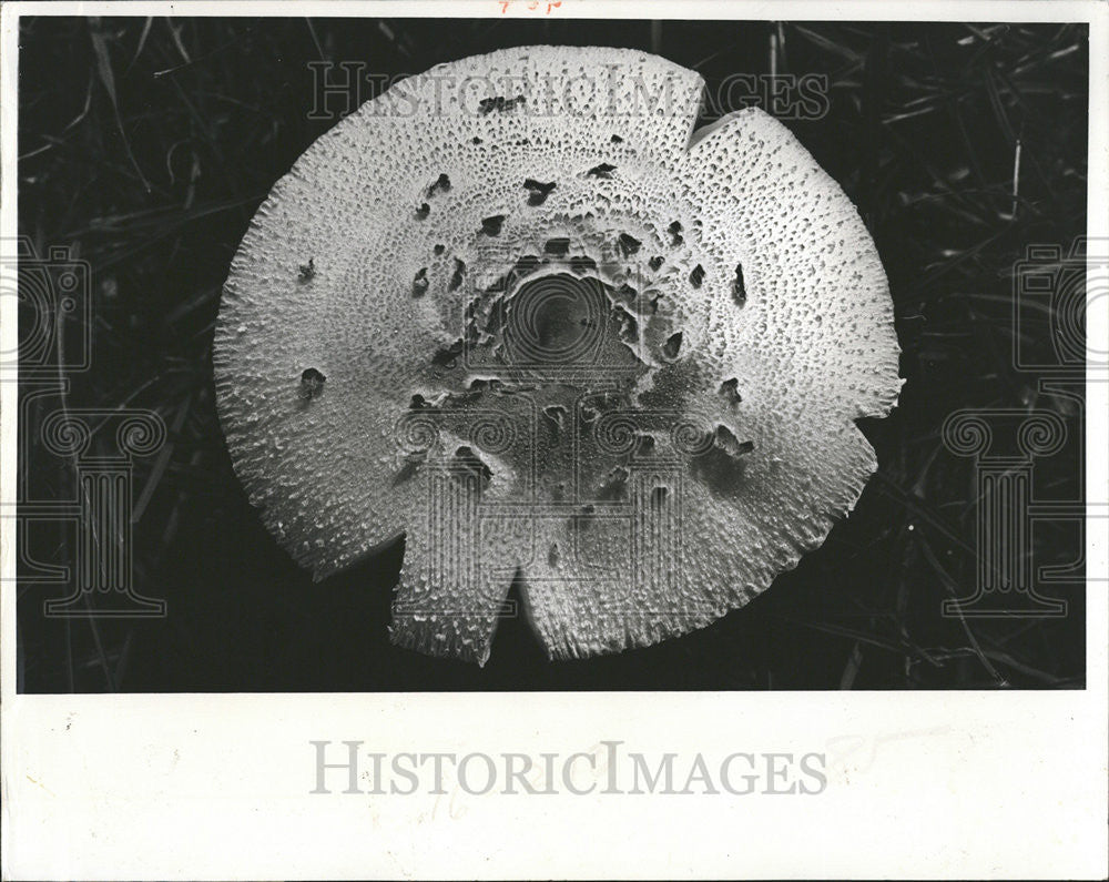 1977 Press Photo MUSHROOMS  FLESHY SPORE BEARING FRUITING BODY FUNGUS - Historic Images