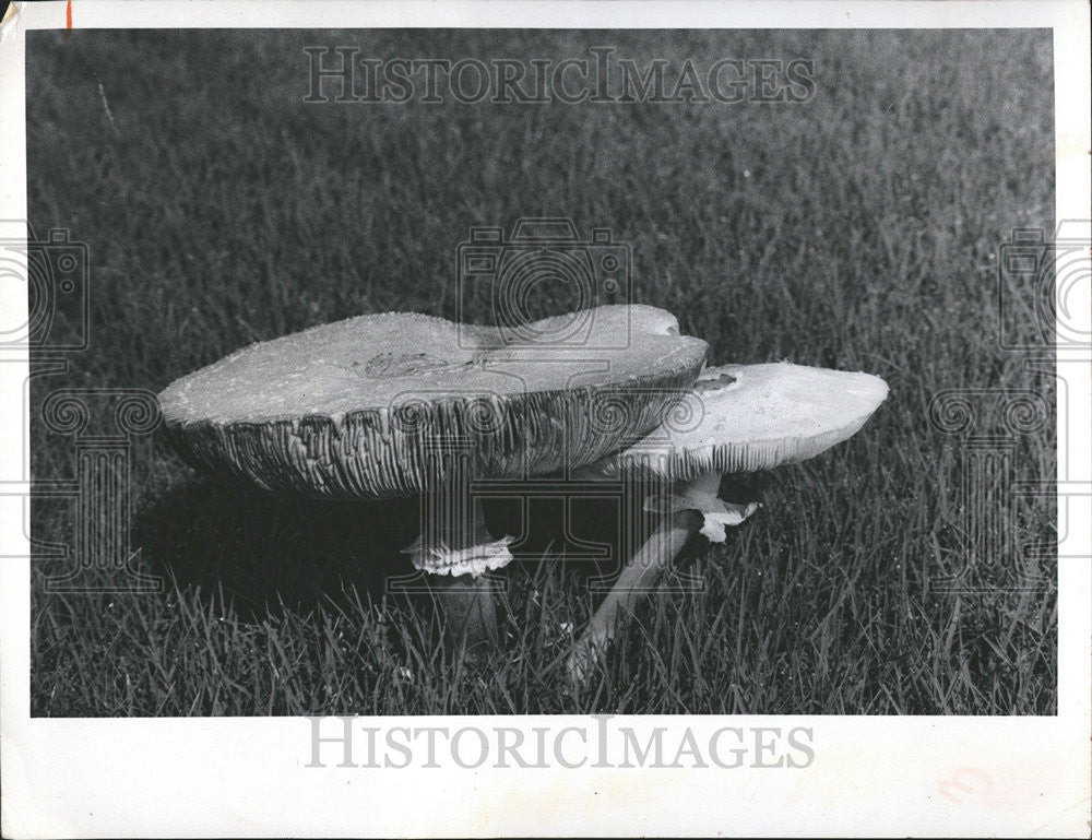 1974 Press Photo Mushrooms - Historic Images