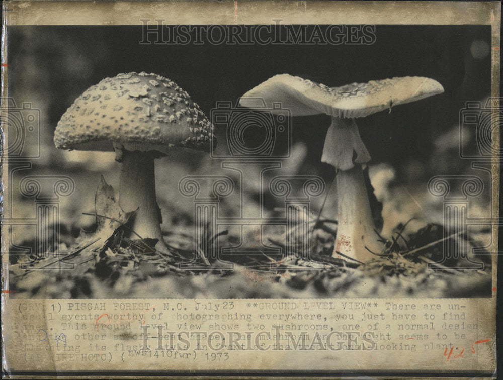 1973 Press Photo Mushrooms - Historic Images