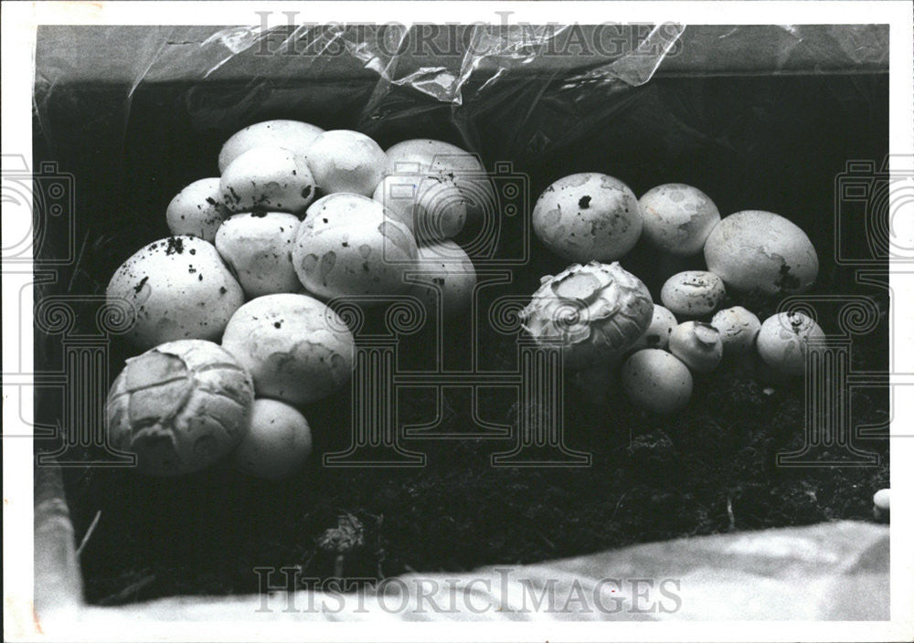 1986 Press Photo This is the First Crop of Agaracsu, or Button, Mushrooms - Historic Images