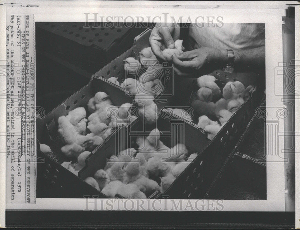 1972 Press Photo Male and Female Chicks Are Separated - Historic Images