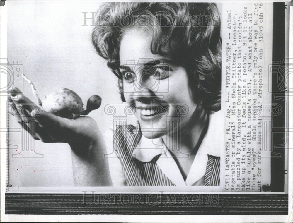 1964 Press Photo Miss Shela Stiltner Looks Puzzled At A Turtle-Mouse-Eyed Potato - Historic Images