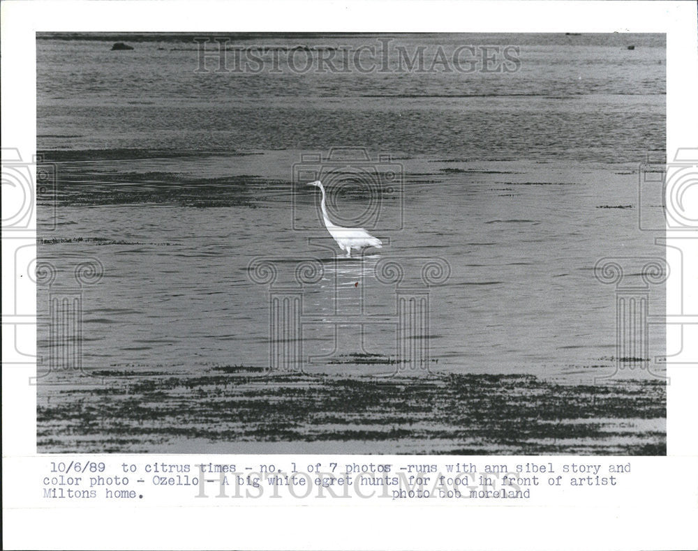 1989 Press Photo Ann Sibel Milton home egret hunts Food - Historic Images