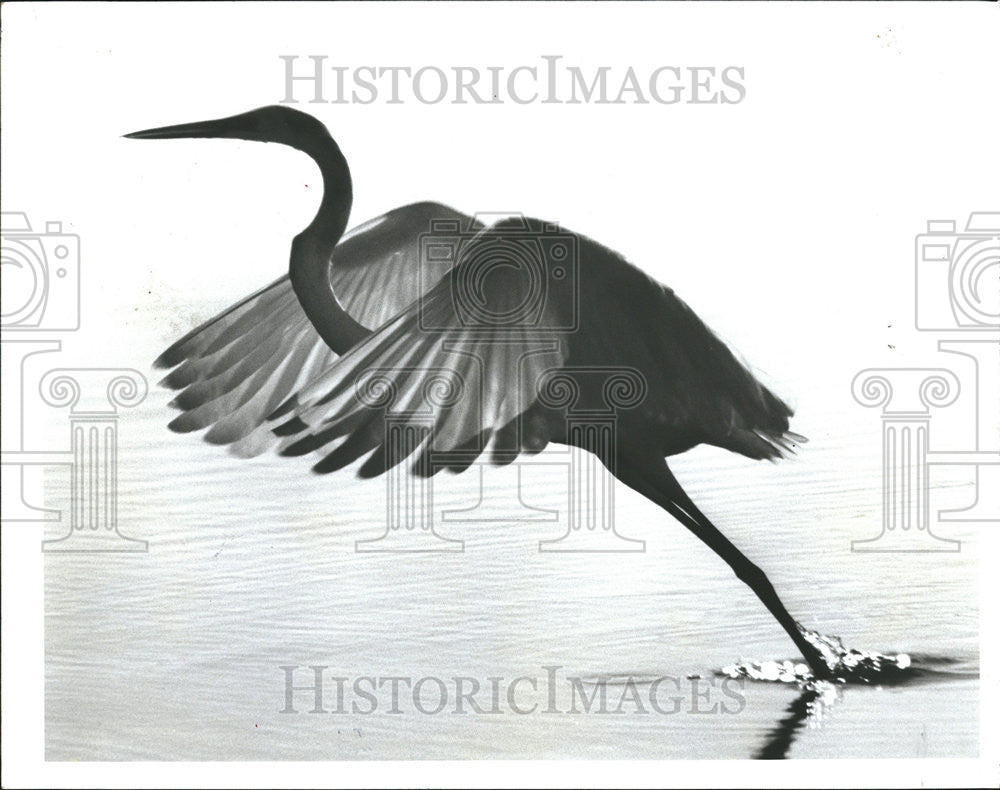 1989 Press Photo Egret Taylor Reservoir Park, Largo - Historic Images