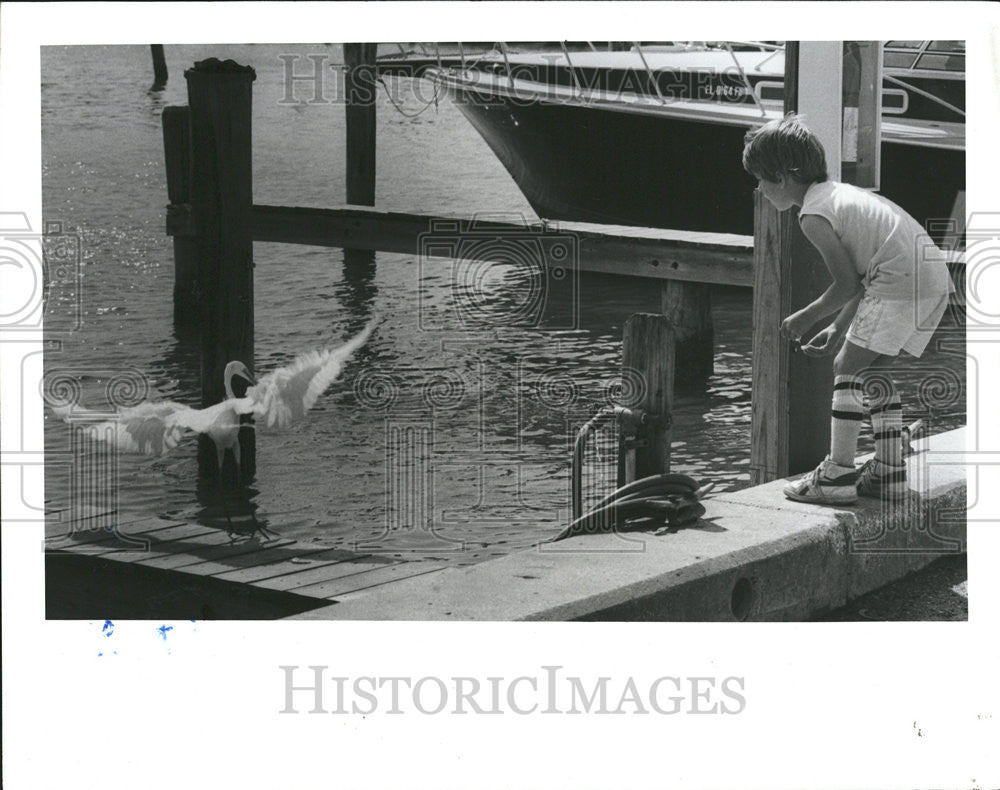 1989 Press Photo Joseph Mirrione Dunedin Marina Egret - Historic Images