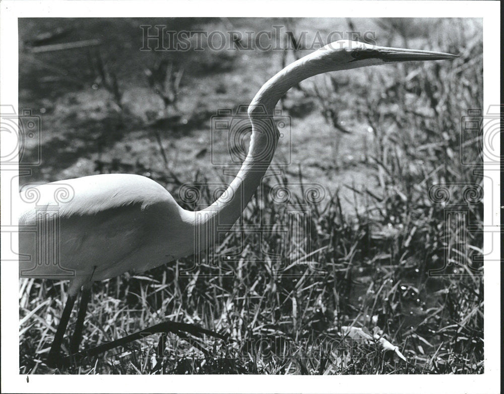 1988 Press Photo John Chesnut Palm Harbor Grass Edge Small pond - Historic Images