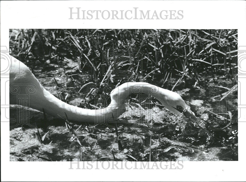 1988 Press Photo An egret stalks its prey - Historic Images