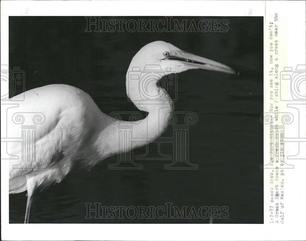 1987 Press Photo A Great Egret Downs A Fresh Catch Near The Gulf Of Mexico - Historic Images