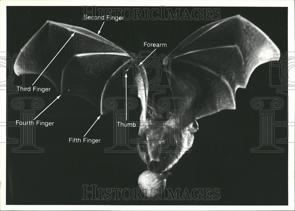 1980 Press Photo The Anatomy Of A Bat - Historic Images