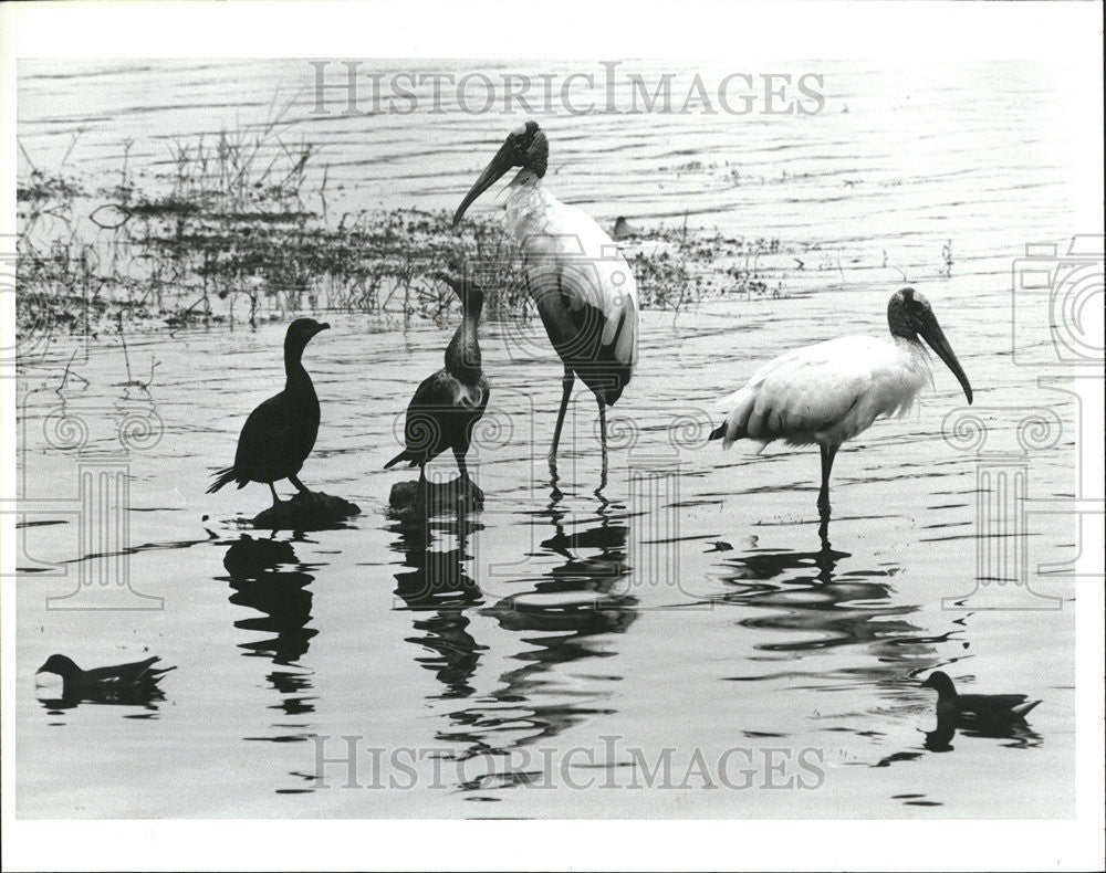 1991 Press Photo Birds of a Feather Sometimes Flock With Each Other at Crescent - Historic Images