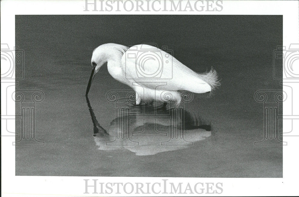 1990 Press Photo Clear water Bayfront Searches Food During Low Tide - Historic Images