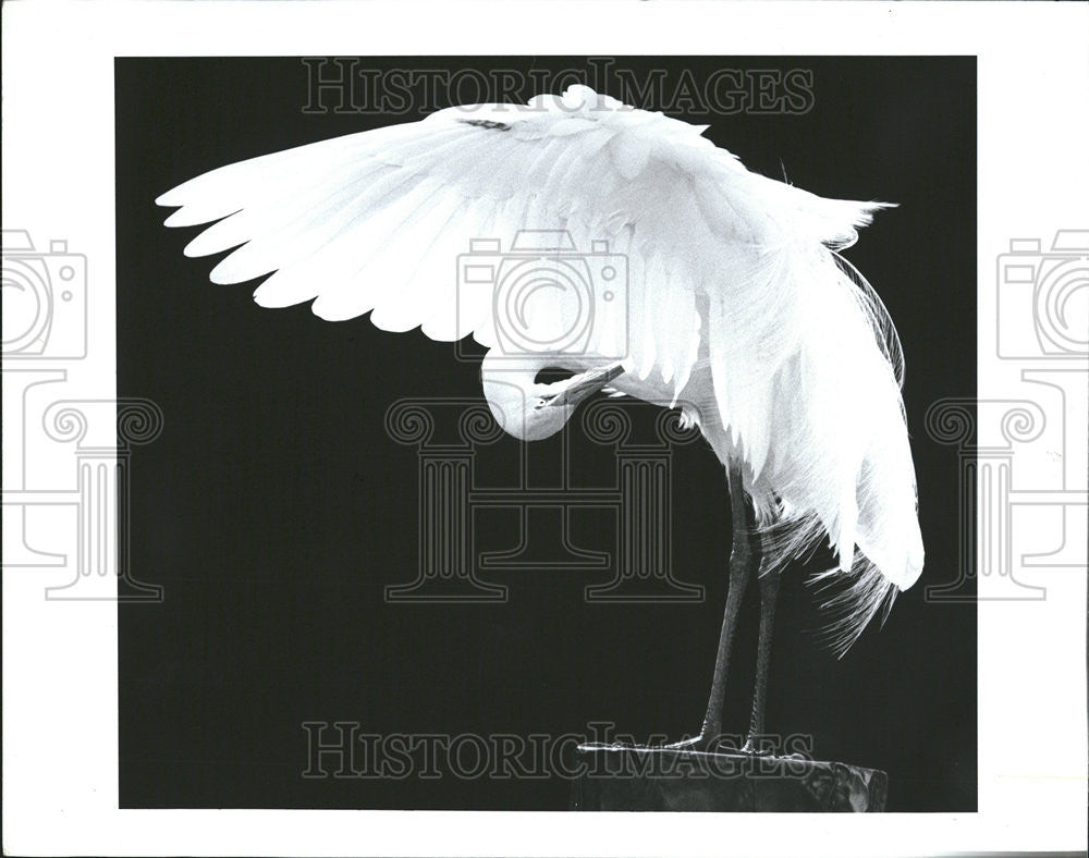 1990 Press Photo An Egret - Historic Images