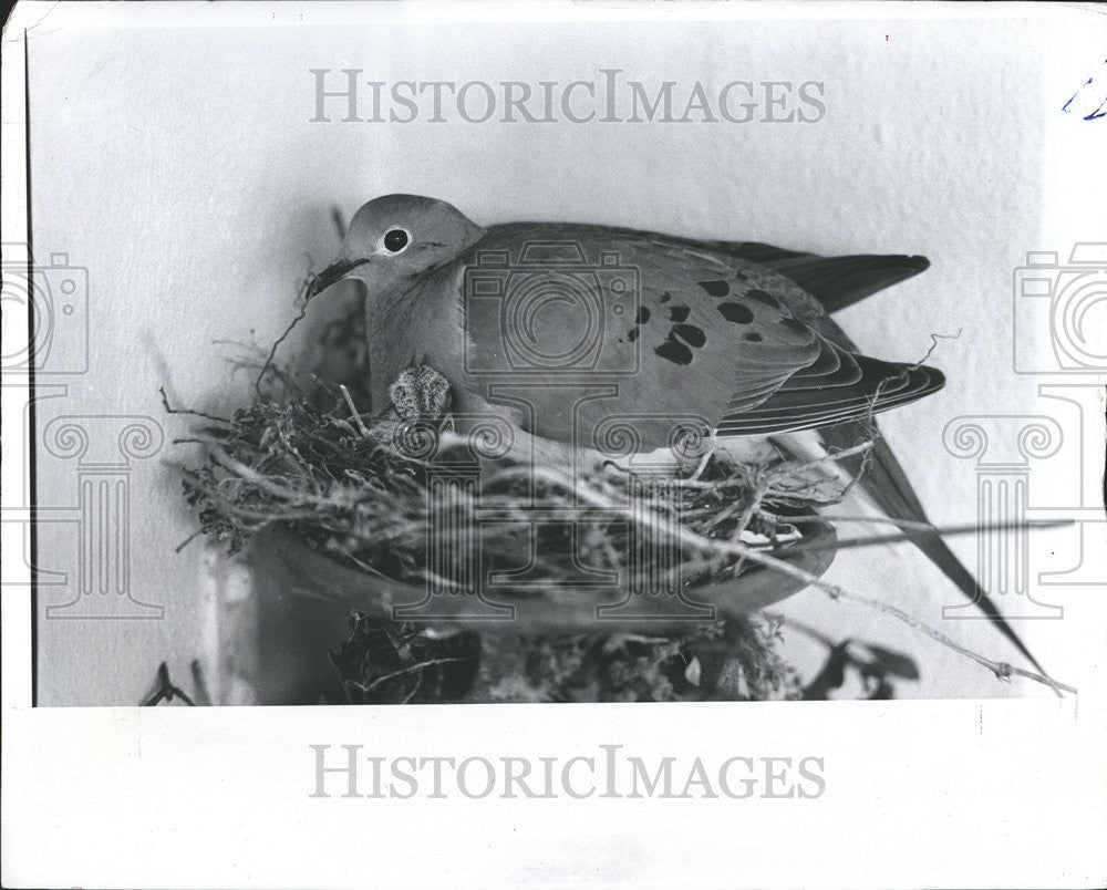 1980 Press Photo A Gray Dove - Historic Images