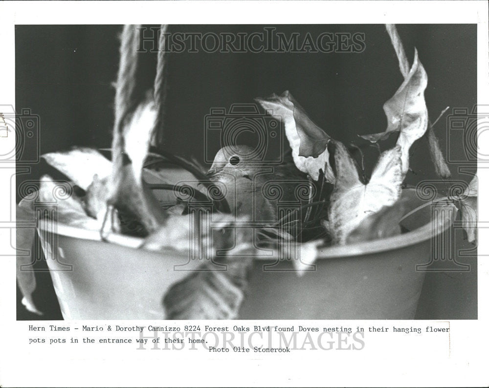 1990 Press Photo Mario & Dorothy Canizzo  Doves Nests In Flower Pot - Historic Images