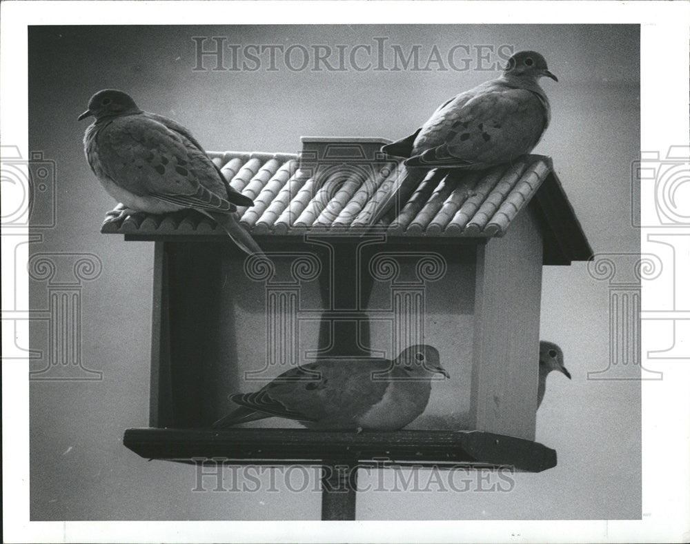 1988 Press Photo Four Doves - Historic Images