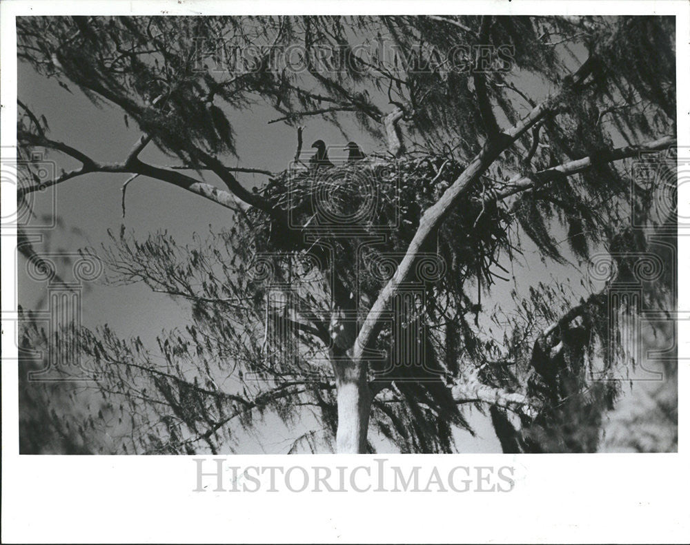 1989 Press Photo Hatched State Road Two lad eagle Picasso - Historic Images