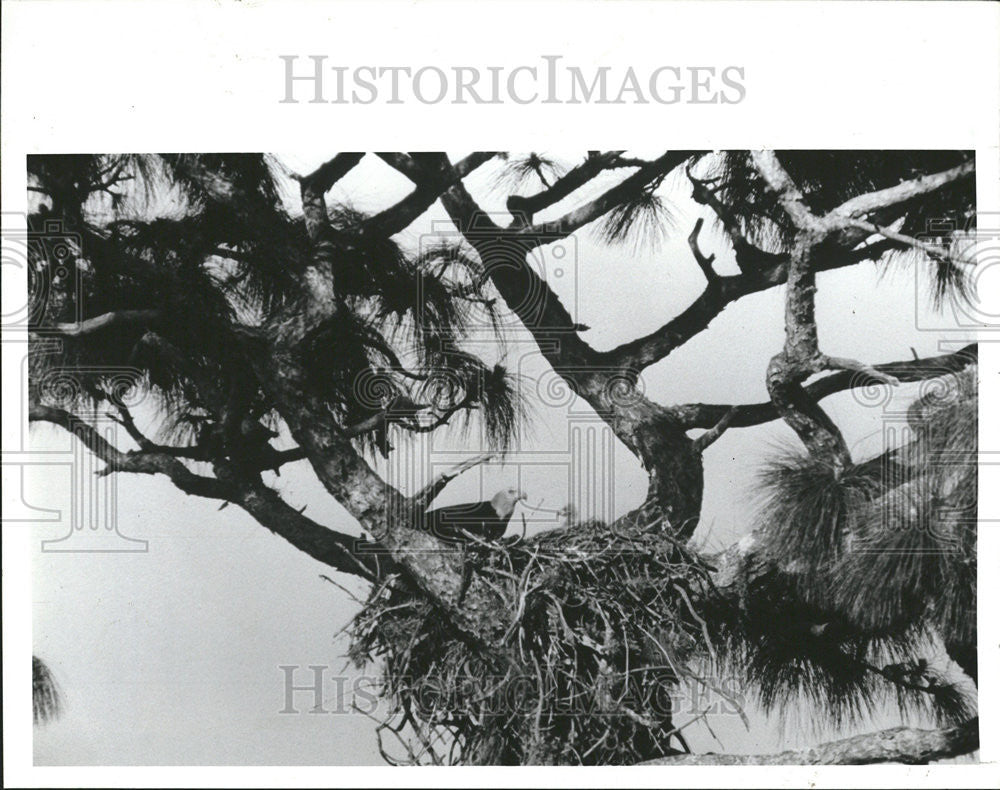 1989 Press Photo Bald Eagle Cares Chicks Near Downtown Dunedin - Historic Images