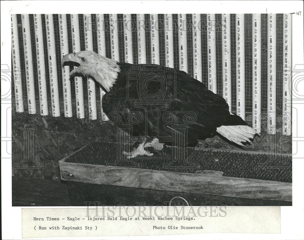 1989 Press Photo Injured Bald Eagle - Historic Images