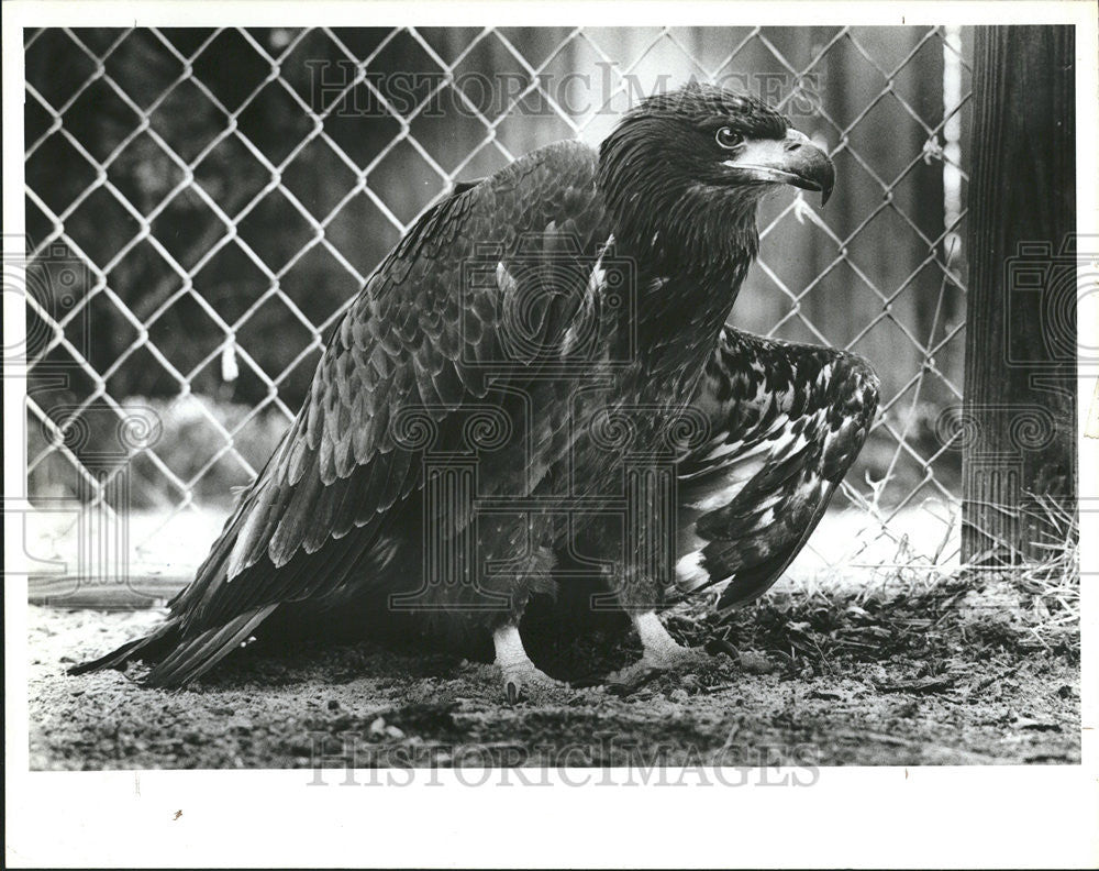 1986 Press Photo Liberty, American Bald Eagle - Historic Images