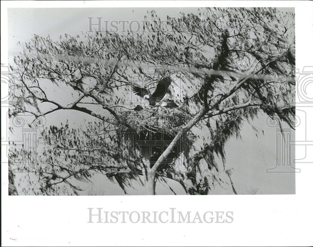 1992 Press Photo Bald Eagle Nest - Historic Images