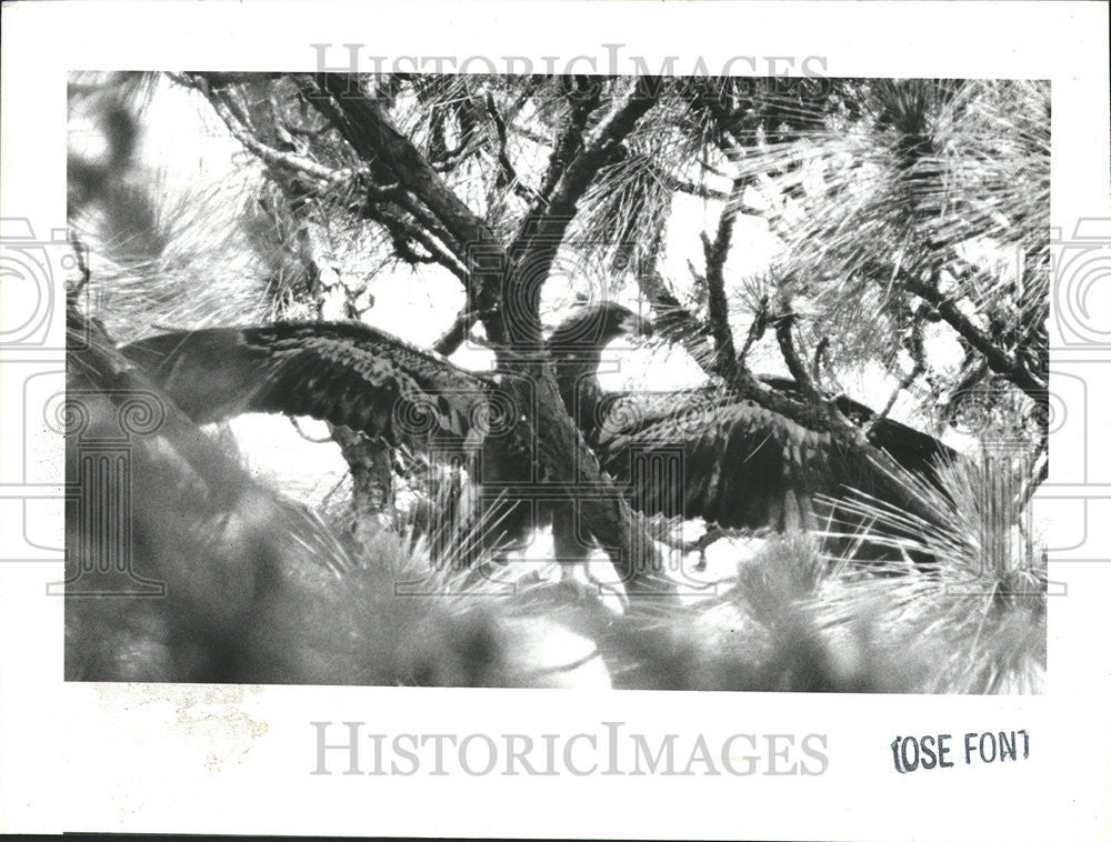 1985 Press Photo Eat Eagle Bat Chuck Miller Ralph Heath miller - Historic Images