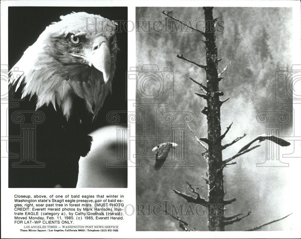 1985 Press Photo American Bald Eagles - Historic Images