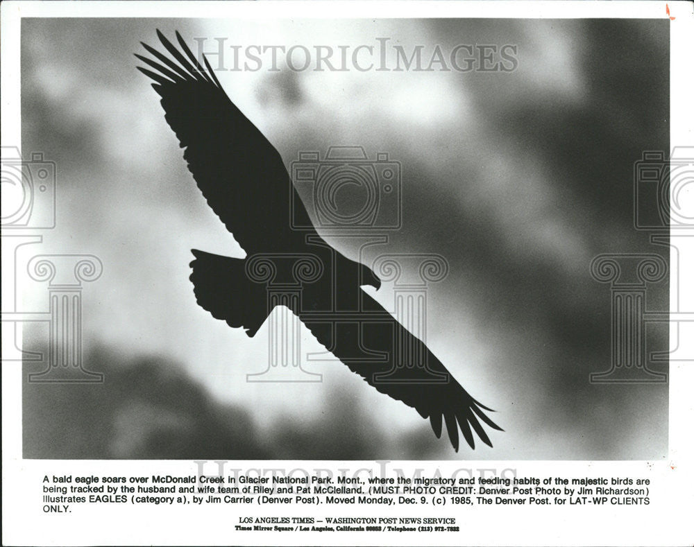 1985 Press Photo McDonald Creek Glacier National park Bald Eagle - Historic Images