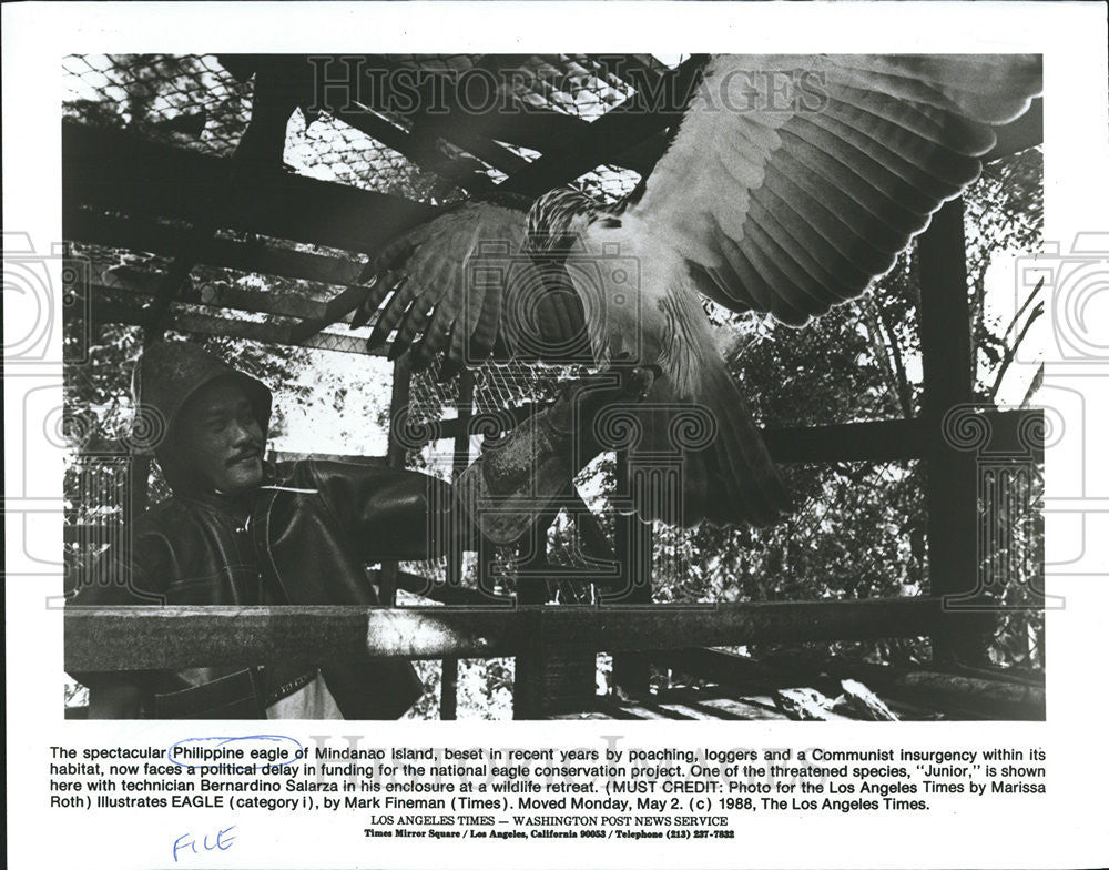 1988 Press Photo  Philippine Eagle Mindanao Island Poaching Loggers Communist - Historic Images