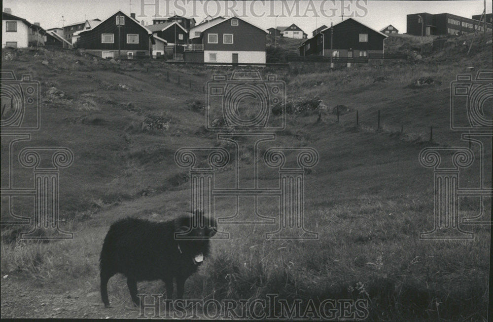 1986 Press Photo The Semi-Autonomous Danish Territory is Home to Many Sheep - Historic Images