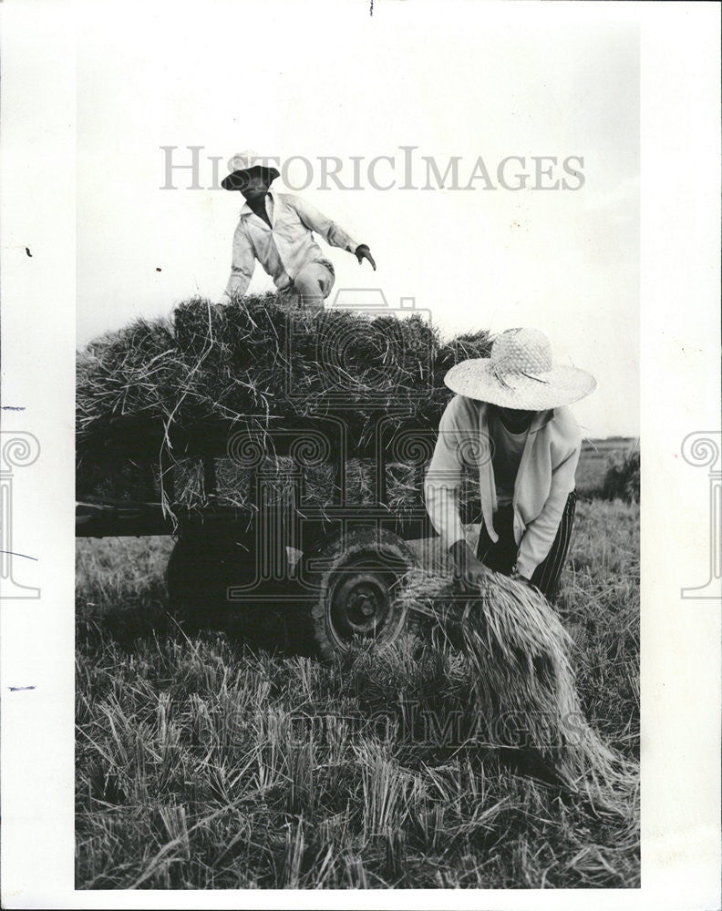 1978 Press Photo Harvesting Rice Central Luzon Philippines - Historic Images