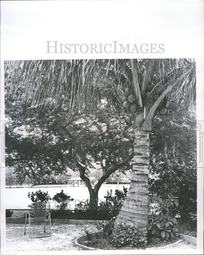 1957 Press Photo Pithecolobium tree and coconut palm garden. - Historic Images