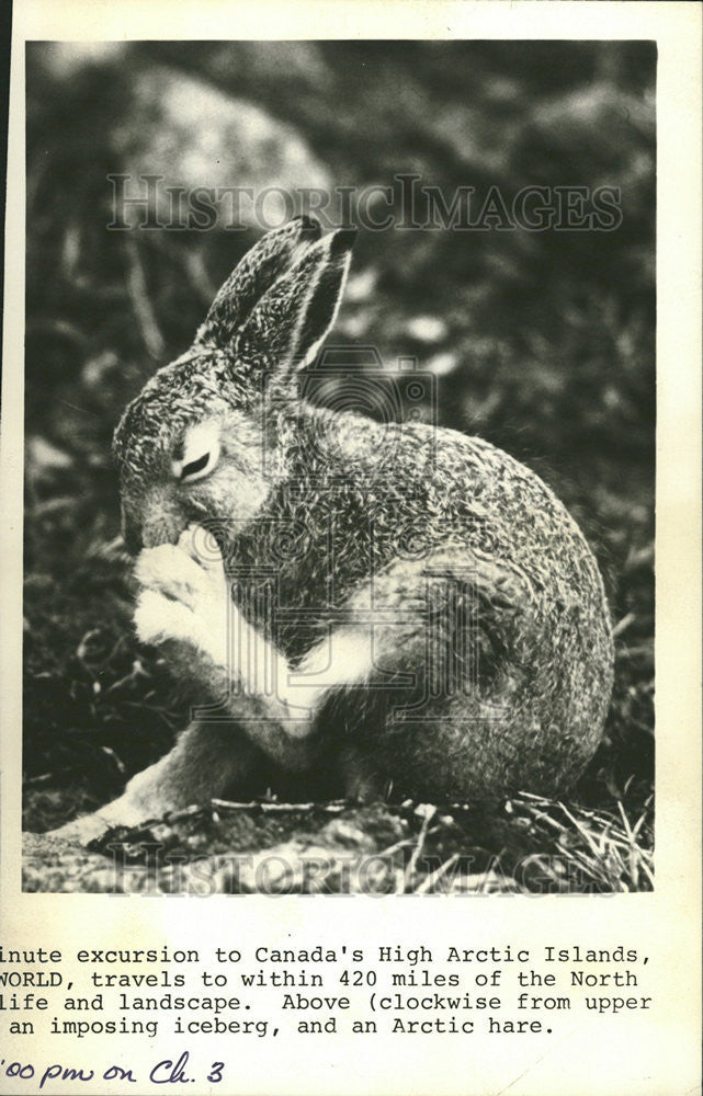 Press Photo Arctic Hare Licking Foot Canada High Arctic Islands - Historic Images