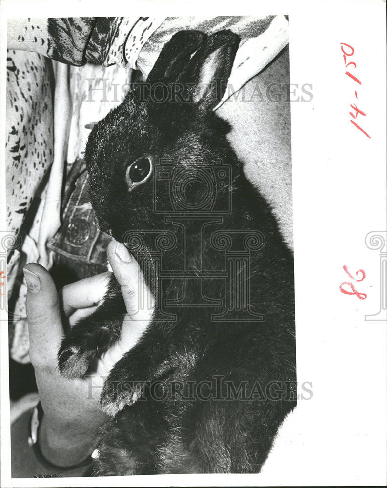 1980 Press Photo Netherlands Dwarf Rabbit Pet Being Stroked By Owner - Historic Images