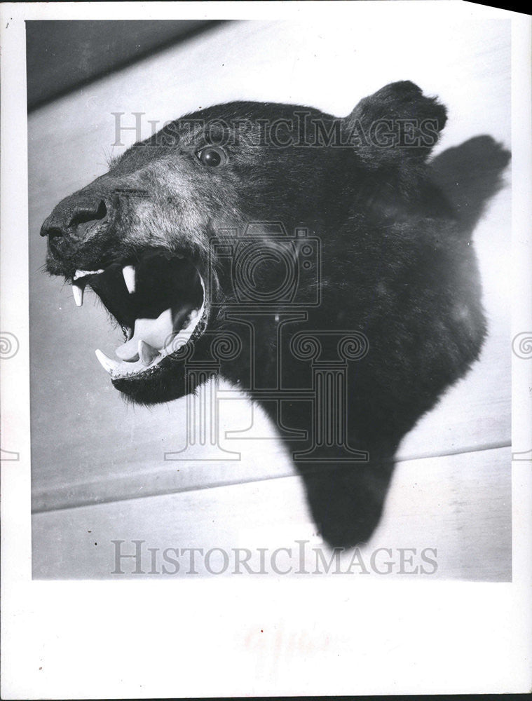 1971 Press Photo Bear Head Wall Decor - Historic Images