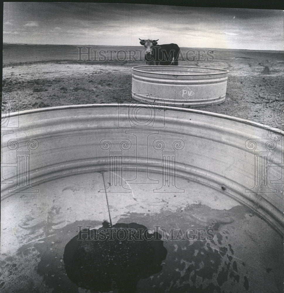 1974 Press Photo Cheyenne River Reservation Cattle Drought - Historic Images